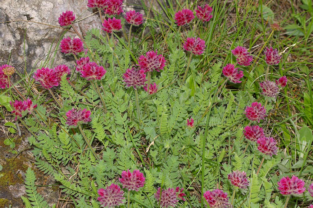 Anthyllis montana / Vulneraria montana